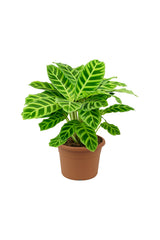 Calathea Zebrina - Indoor Plant