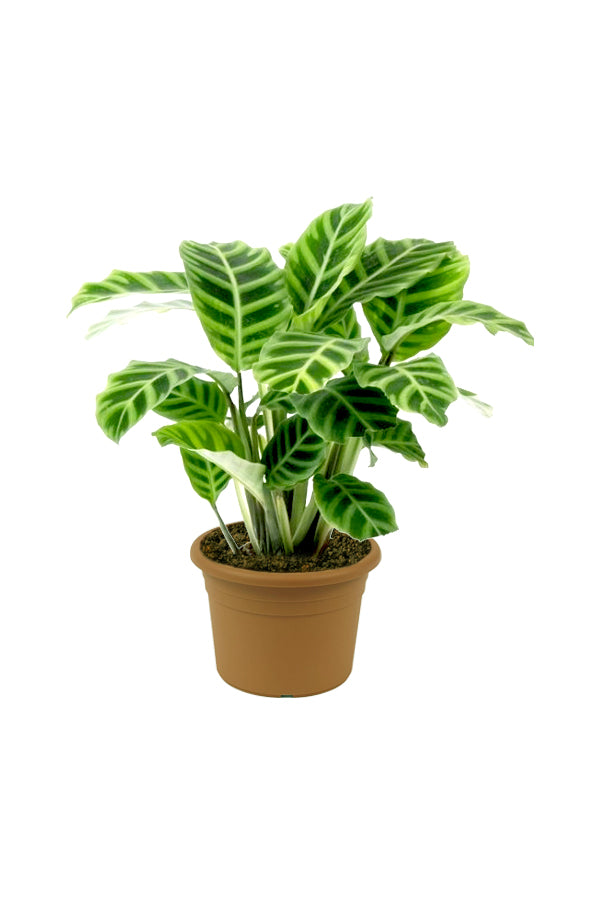 Calathea Zebrina - Indoor Plant
