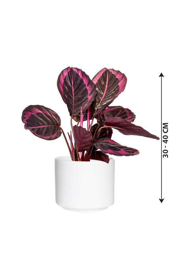 Calathea Dottie - Calathea roseopicta