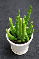 Caralluma Cactus - Caralluma Adscendens