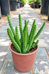 Caralluma Cactus - Caralluma Adscendens