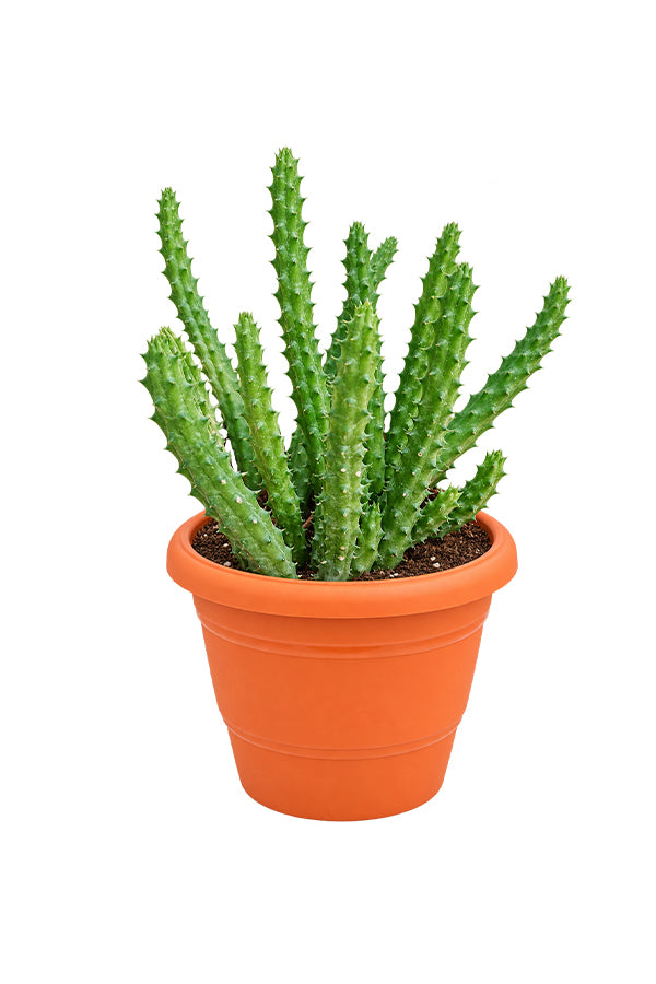 Caralluma Cactus - Caralluma Adscendens