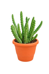 Caralluma Cactus - Caralluma Adscendens