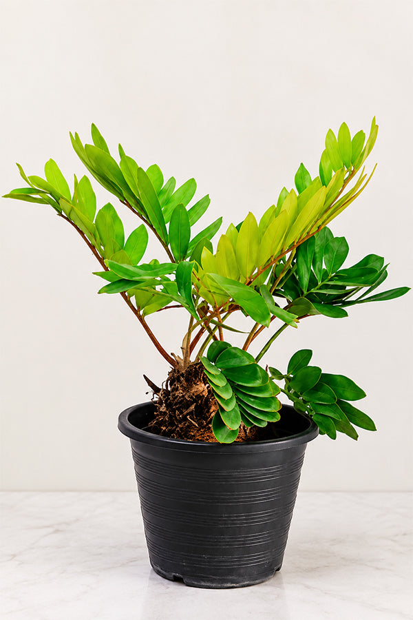 Cardboard Palm - Zamia furfuracea