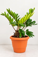 Cardboard Palm - Zamia furfuracea