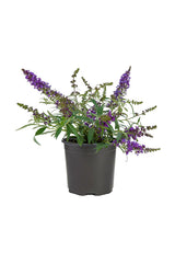 Chaste Tree - Vitex Agnus - Castus - Outdoor Flowering Tree Plant