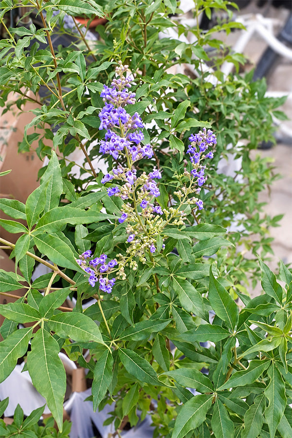 Chaste Tree - Vitex Agnus