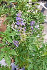Chaste Tree - Vitex Agnus