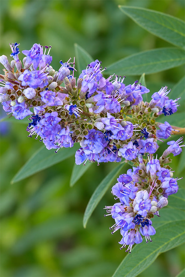 Chaste Tree - Vitex Agnus