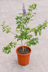 Chaste Tree - Vitex Agnus