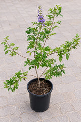 Chaste Tree - Vitex Agnus