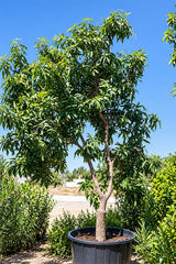 Large Chaunsa Mango tree with dense canopy in nursery container, fruit tree UAE