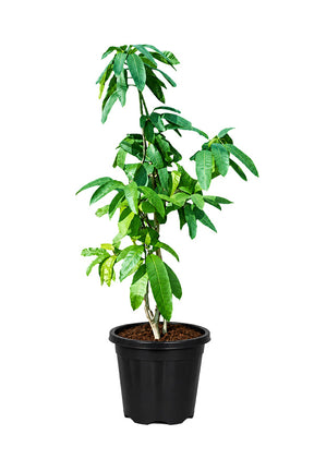 Chaunsa Mango tree Mangifera indica sapling in black nursery pot