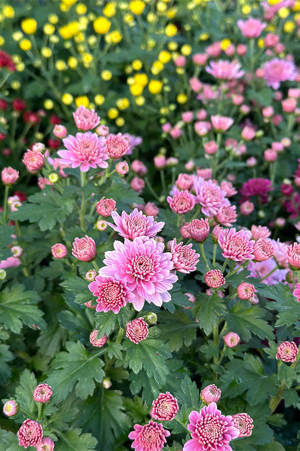 Chrysanthemum - Outdoor Flowering Plant
