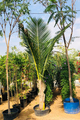 Coconut Tree - Cocos Nucifera