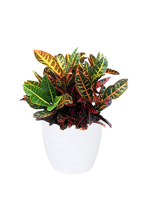 Croton Plant (Codiaeum Variegatum) with Colorful Foliage in an Indoor Setting