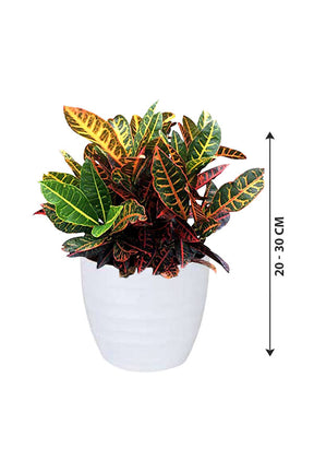 Croton Plant - Codiaeum Variegatum - Plantsworld.ae