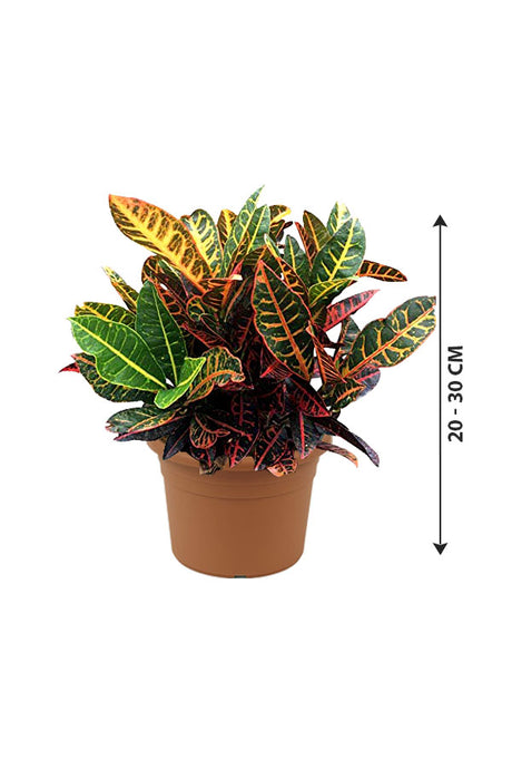 Croton Plant- (Codiaeum Variegatum) - Indoor Plants