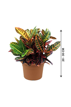 Croton Plant - Codiaeum Variegatum