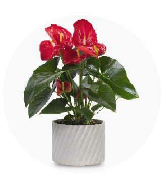 Indoor Flowering Plant Collection