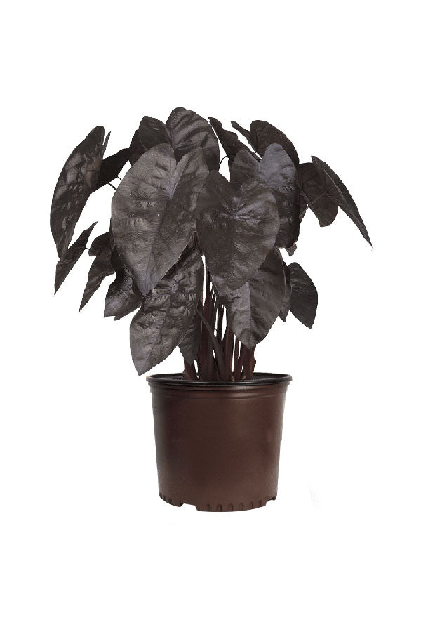 Colocasia Black Ripple – Rare Dark Foliage Elephant Ear Plant