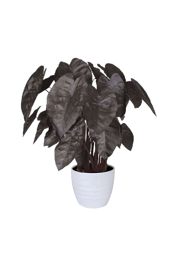 Colocasia Black Ripple plant with dramatic dark purple-black rippled leaves in decorative pot

