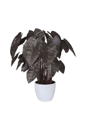 Colocasia Black Ripple plant with dramatic dark purple-black rippled leaves in decorative pot

