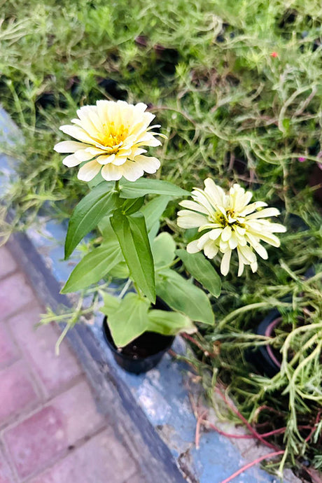 Common Zinnia - Zinnia Elegans - Outdoor Flowering Plant