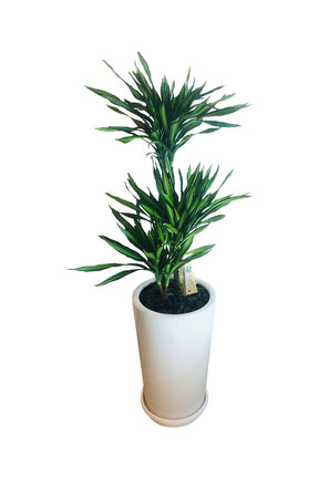 Corn Plant - Dracaena Fragrans - Office Plant - Buy Indoor Plants Online at Plantsworld.ae


