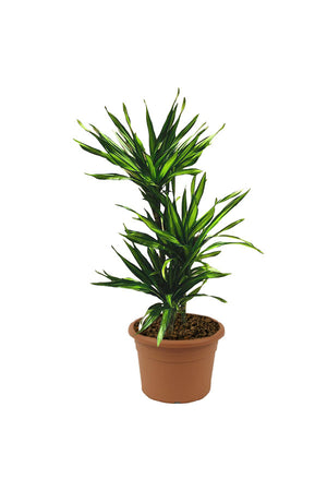 Corn Plant  - Dracaena Fragans Rikki - Plantsworld.ae