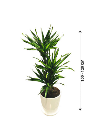 Corn Plant  - Dracaena Fragans Rikki - Plantsworld.ae