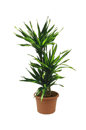 Corn Plant  - Dracaena Fragans Rikki - Plantsworld.ae