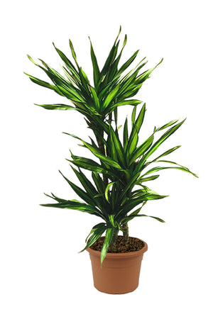 Corn Plant  - Dracaena Fragans Rikki - Plantsworld.ae