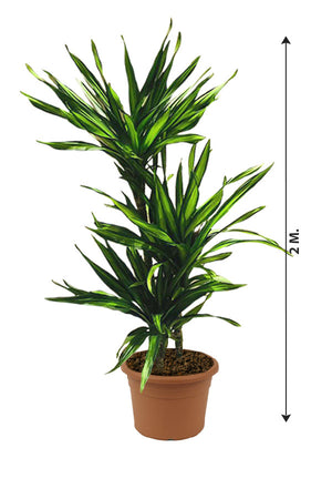Corn Plant  - Dracaena Fragans Rikki - Plantsworld.ae