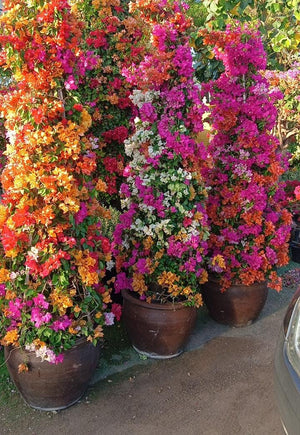 Mix Bougainvillea - Cone shape - Flowering Plant