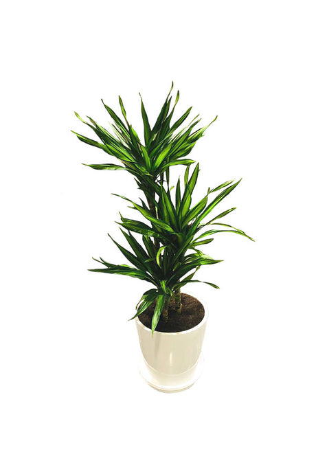 Corn Plant  with green leaf in white ceramic pot