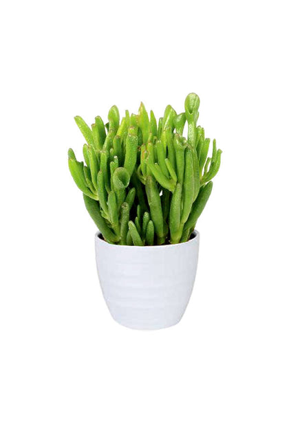 Crassula Hobbit - Crassula Ovata - Succulent Plant