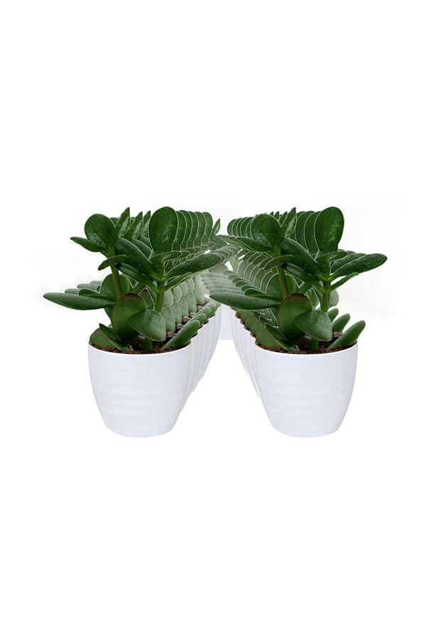 Crassula Ovata-Dollar Plant-In Ceramic Pot