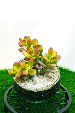 Crassula Ovata Hummel Sunset With Glass Bowl - Terrarium