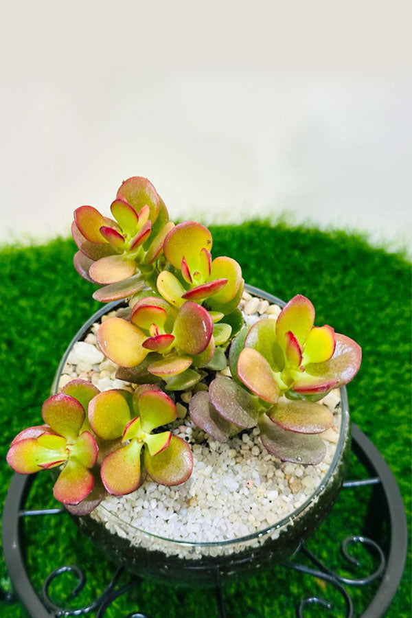 Crassula Ovata Hummel Sunset With Glass Bowl - Terrarium