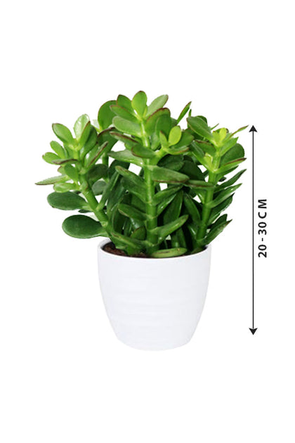 Crassula Ovata - Dollar Plant - Succulent Plant