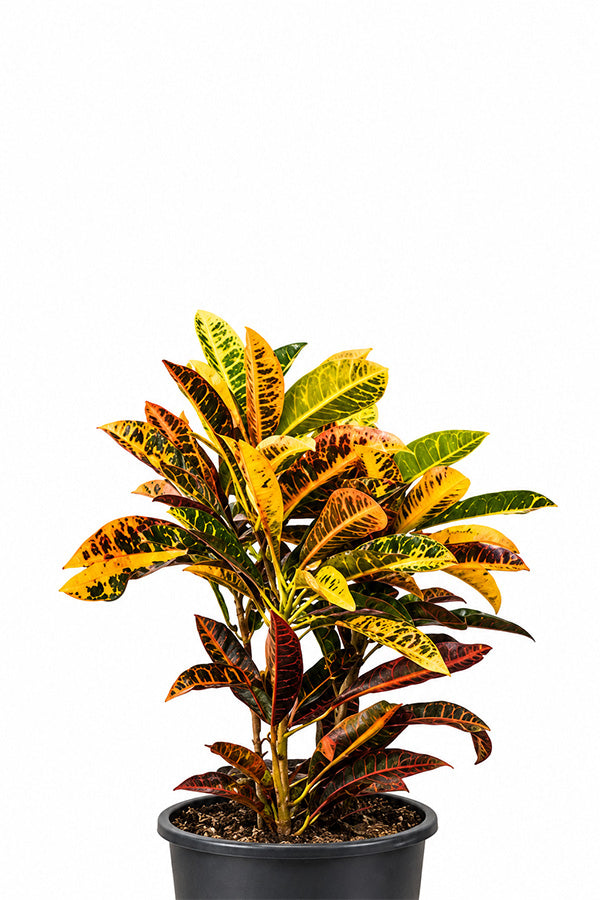 Colourful Croton with red, orange and yellow leaves in black pot, garden plant UAE