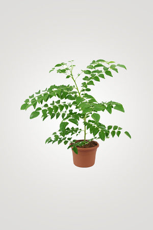 Herbal Plant Combo - Plantsworld.ae
