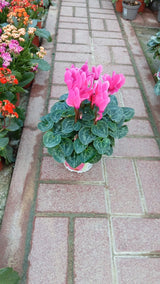 Cyclamen Swinebread  - Outdoor Seasonal Flowering