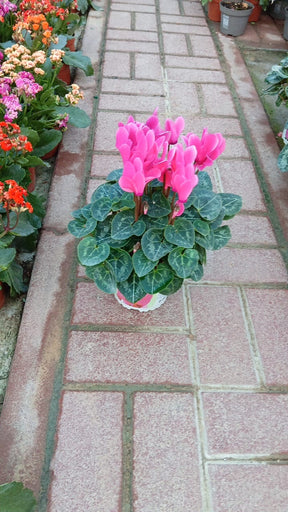 Cyclamen pink winter flowers