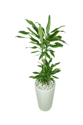 Dracaena Gold Coast indoor plant for hire in Dubai – Elegant greenery from Plantsworld.ae

