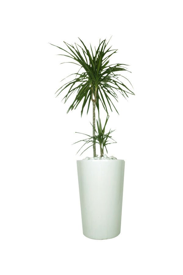 Dracaena Marginata – Drachenbaum-Büro-Hochpflanze im hohen Topf