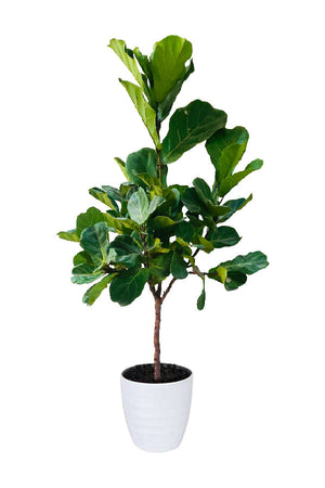 Fiddle Leaf Branched Indoor Plant – Large Green Leaves – Decorative Houseplant UAE
