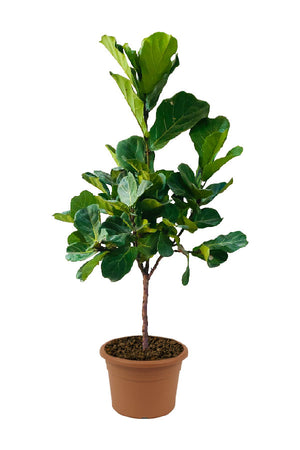 Fiddle Leaf Fig - Ficus Lyrata - Plantsworld.ae