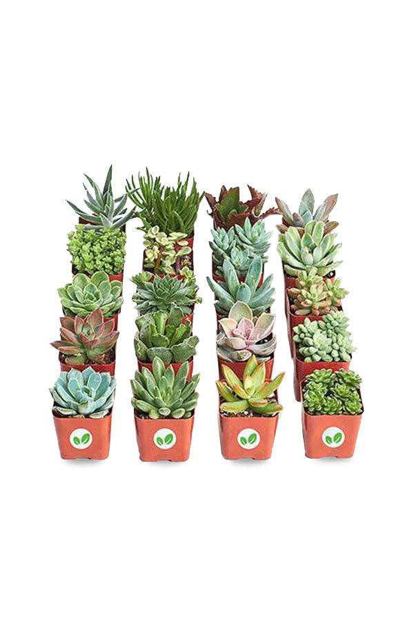 Mini Succulents Combo Set of 9 – Indoor Succulent Plants for Easy Home Décor at Plantsworld.ae
